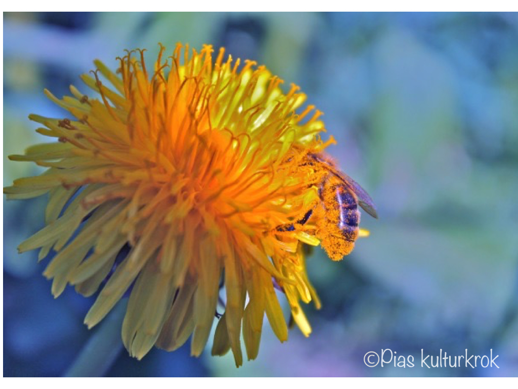 Bie og pollinering.001.jpeg